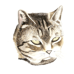 watercolour cat portrait