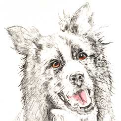 watercolour dog portrait