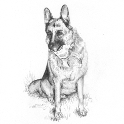 pencil dog portrait