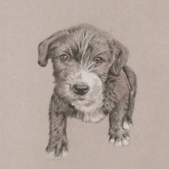 coloured pencil dog portrait
