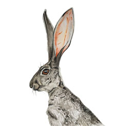 watercolour hare